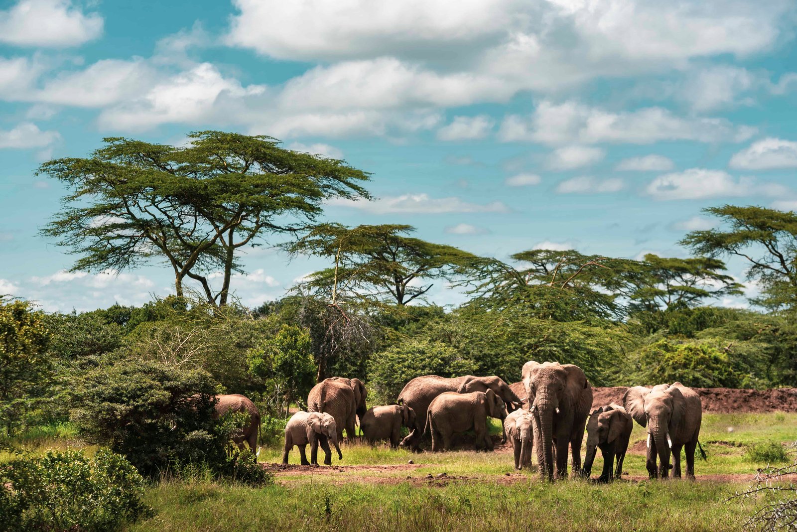 Herd of African Elephants