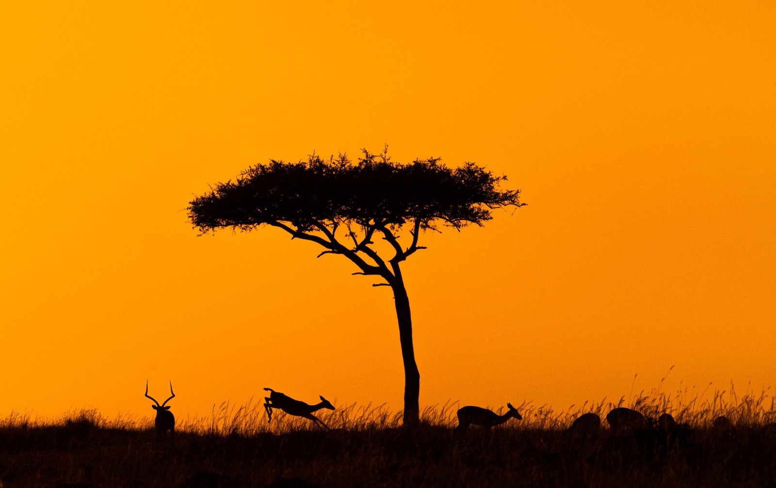 Silhouette of impala jumping around acacia tree in Kenya, Africa at golden orange sunset