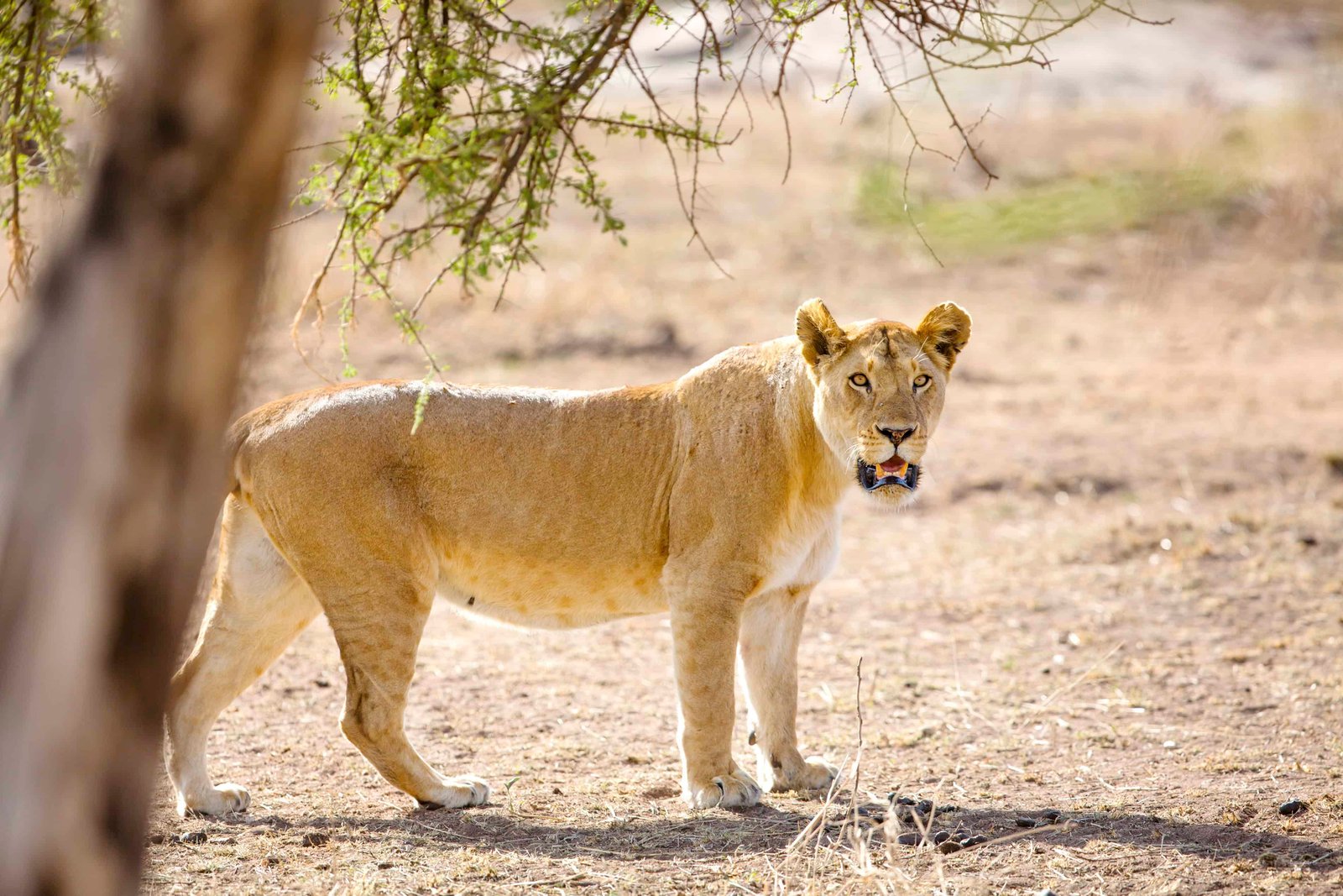 Large lioness walking behind a tree