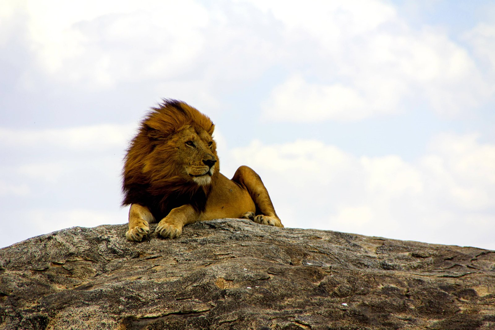 Lion in the Masai Mara