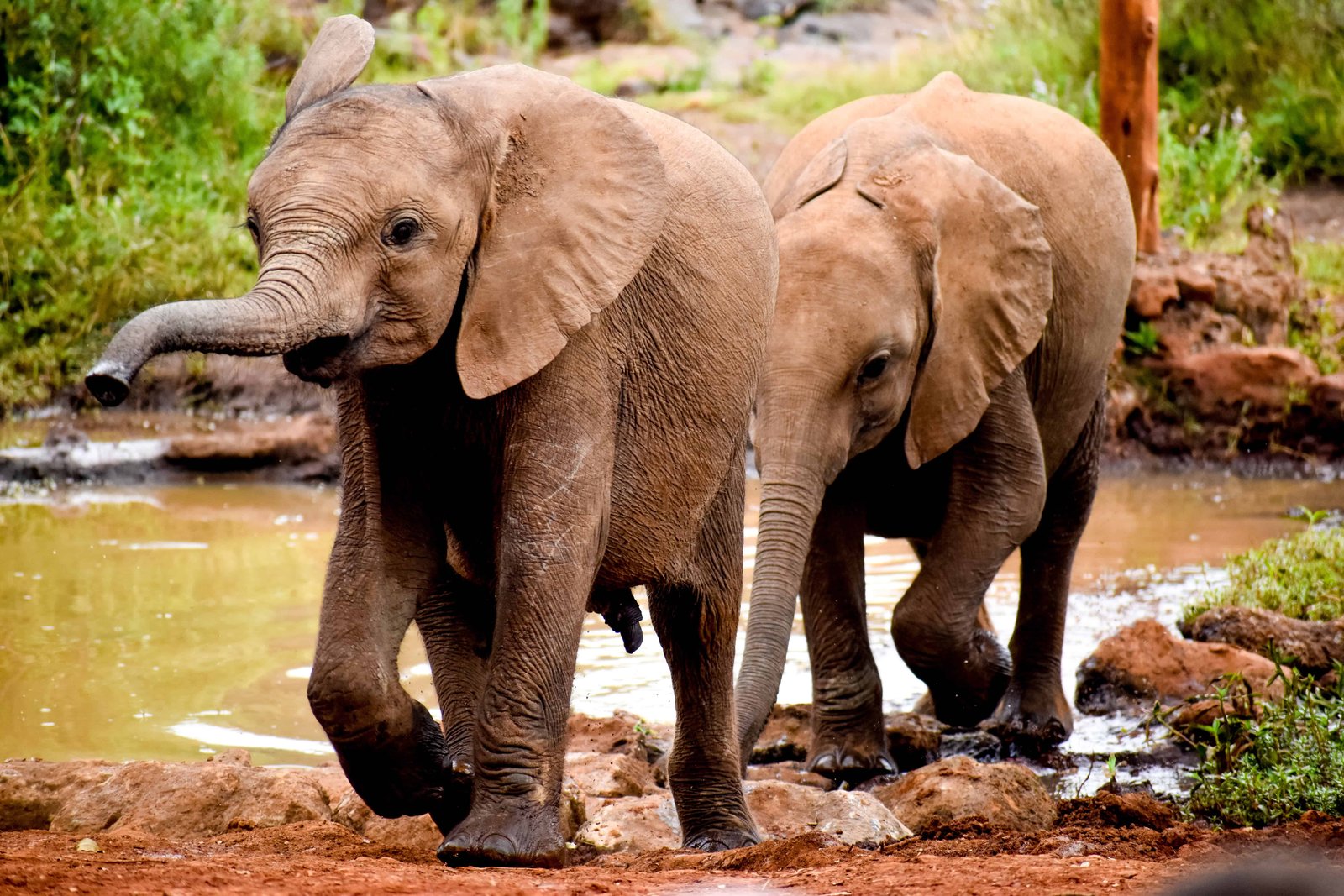 Orphaned elephants