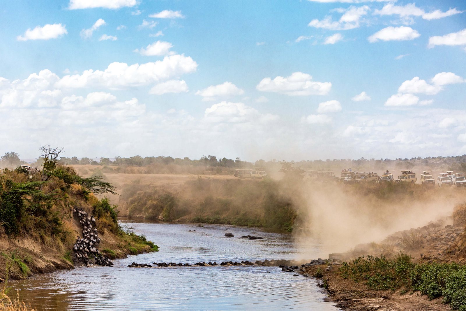 Wide view of a herd of wildebeest crossing over the Mara River in Kenya, Africa during the great migration season with safari tourist vehicles overlooking from the river bank