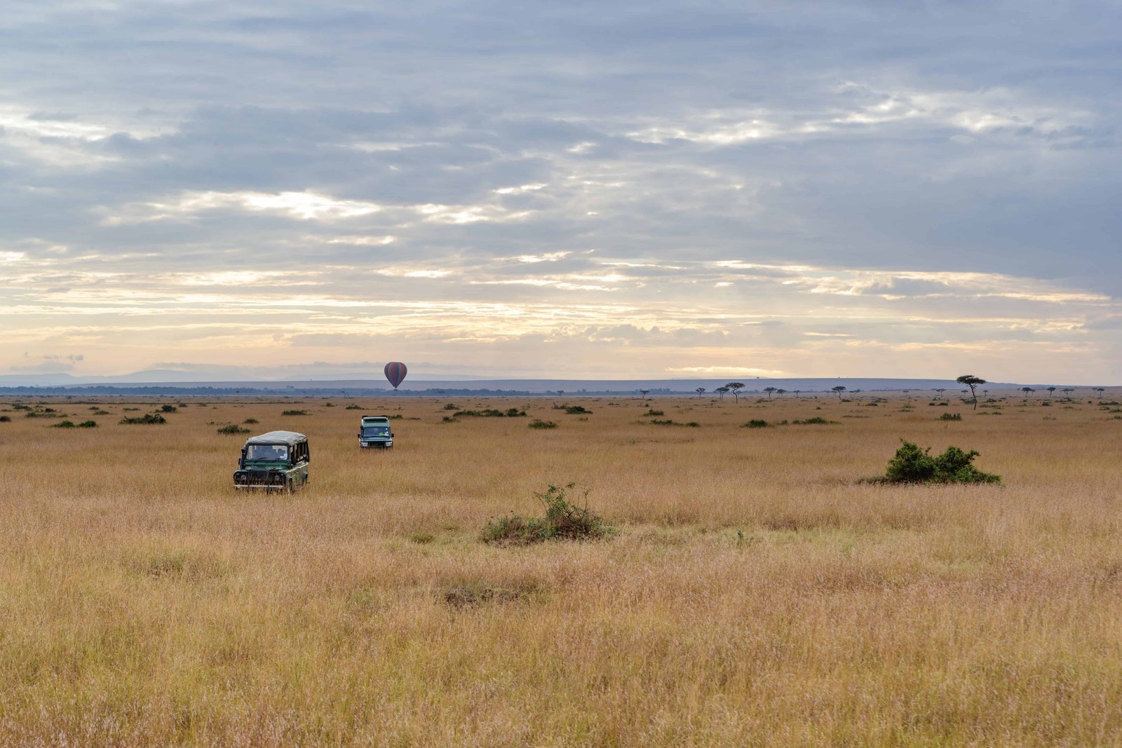Safari vehicles driving through an open grass field in Kenya, Africa with a wide colorful sky at sunrise