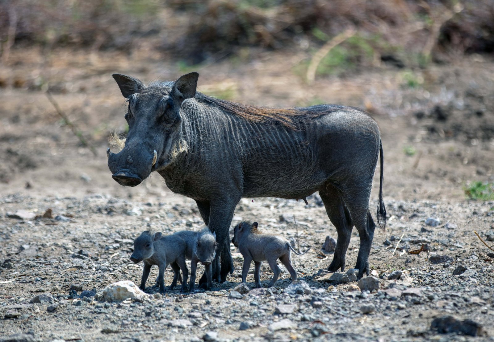 Warthog mother and three piglets