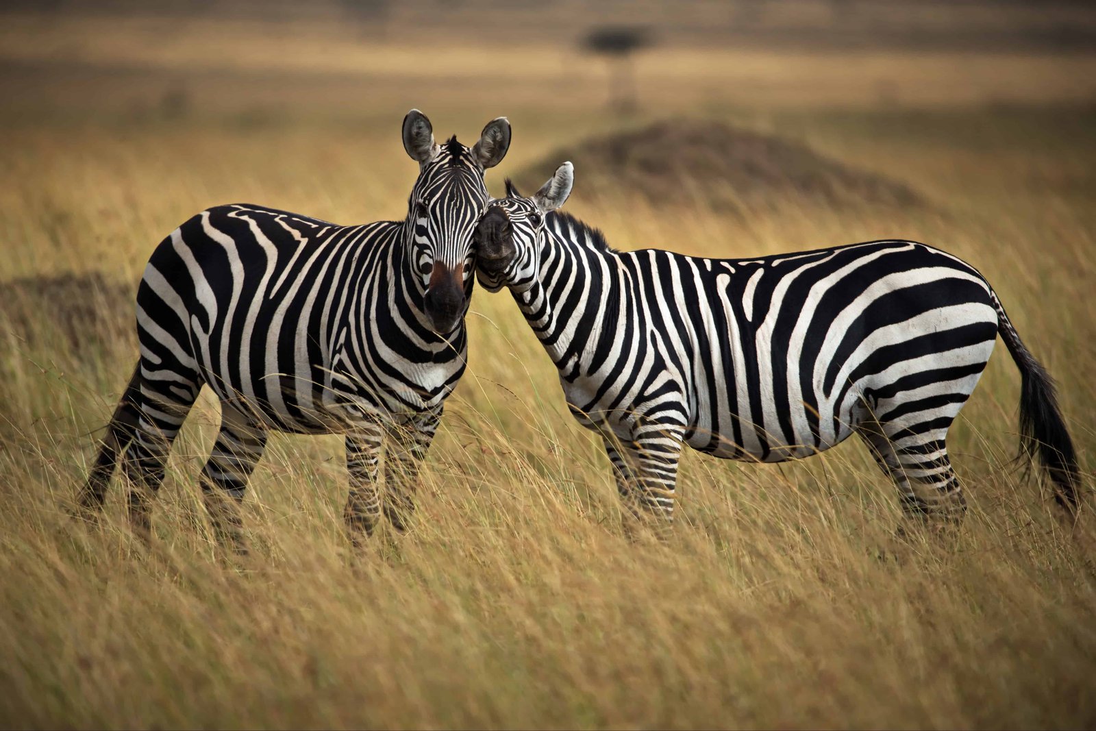 Cute zebras in a safari in Masai Mara, Kenya