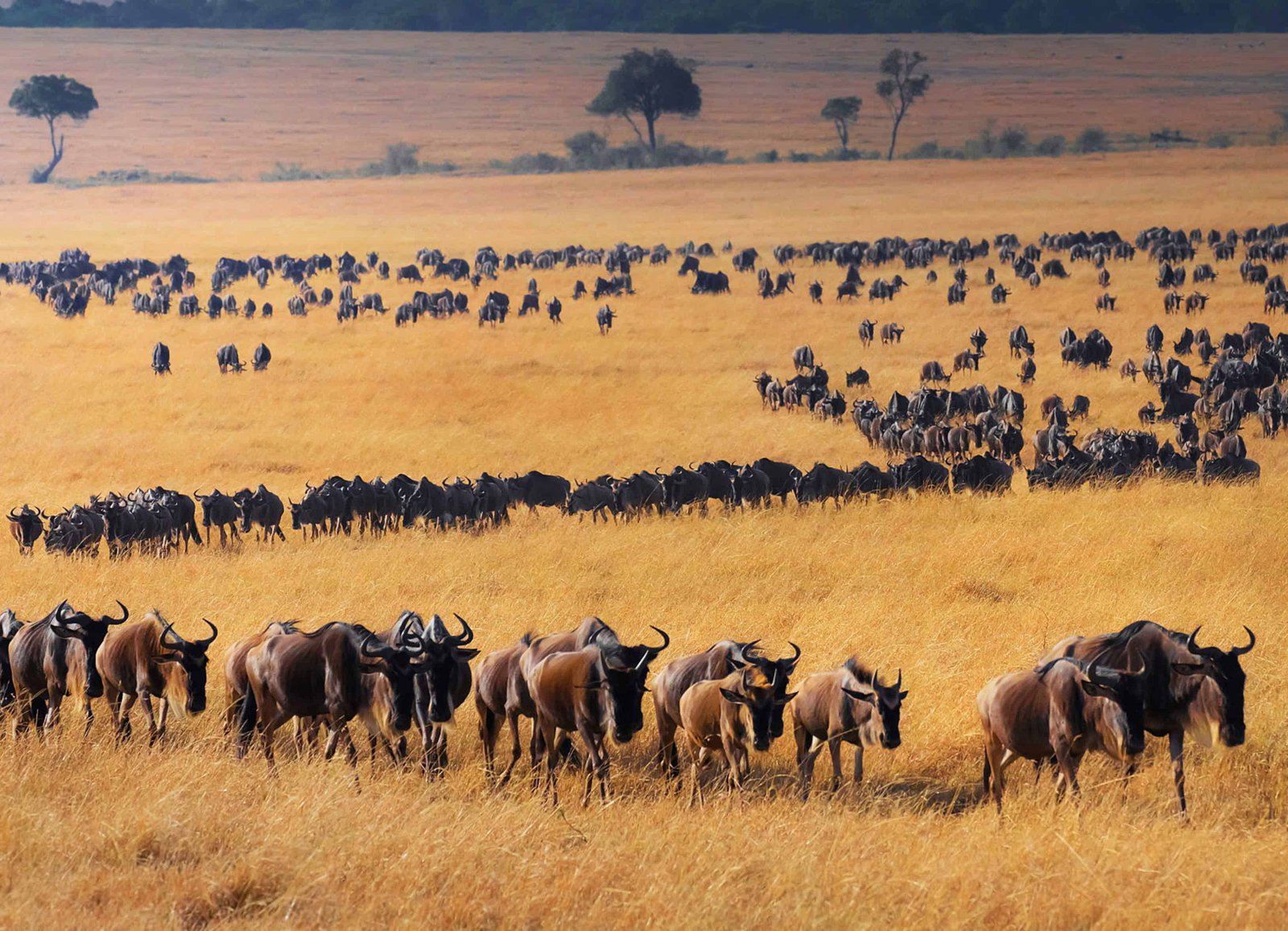 The Great Migration you can view during your 3 weeks in Kenya