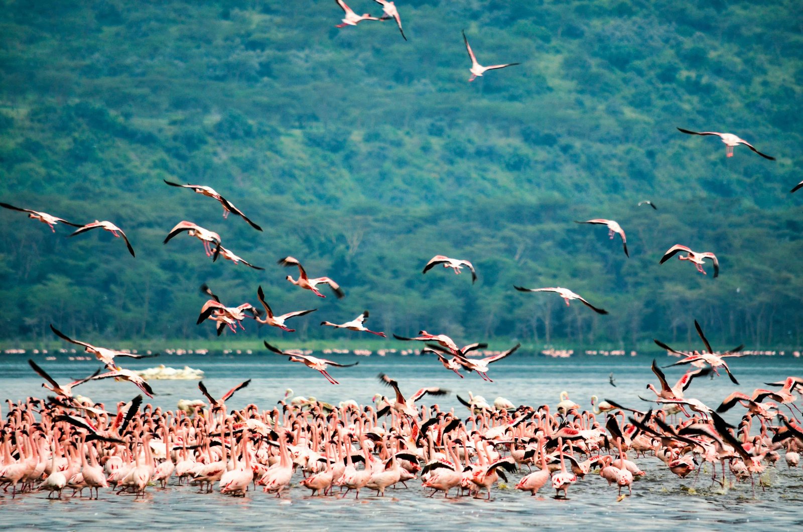 Flamingos on a lake