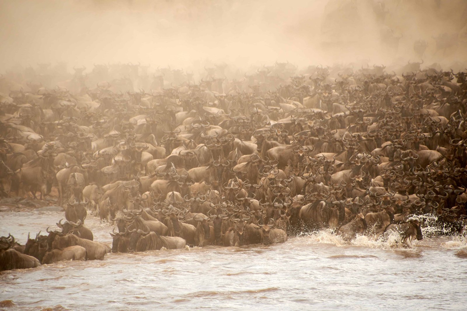 The chaotic blue wildebeest antelopes crossing the river