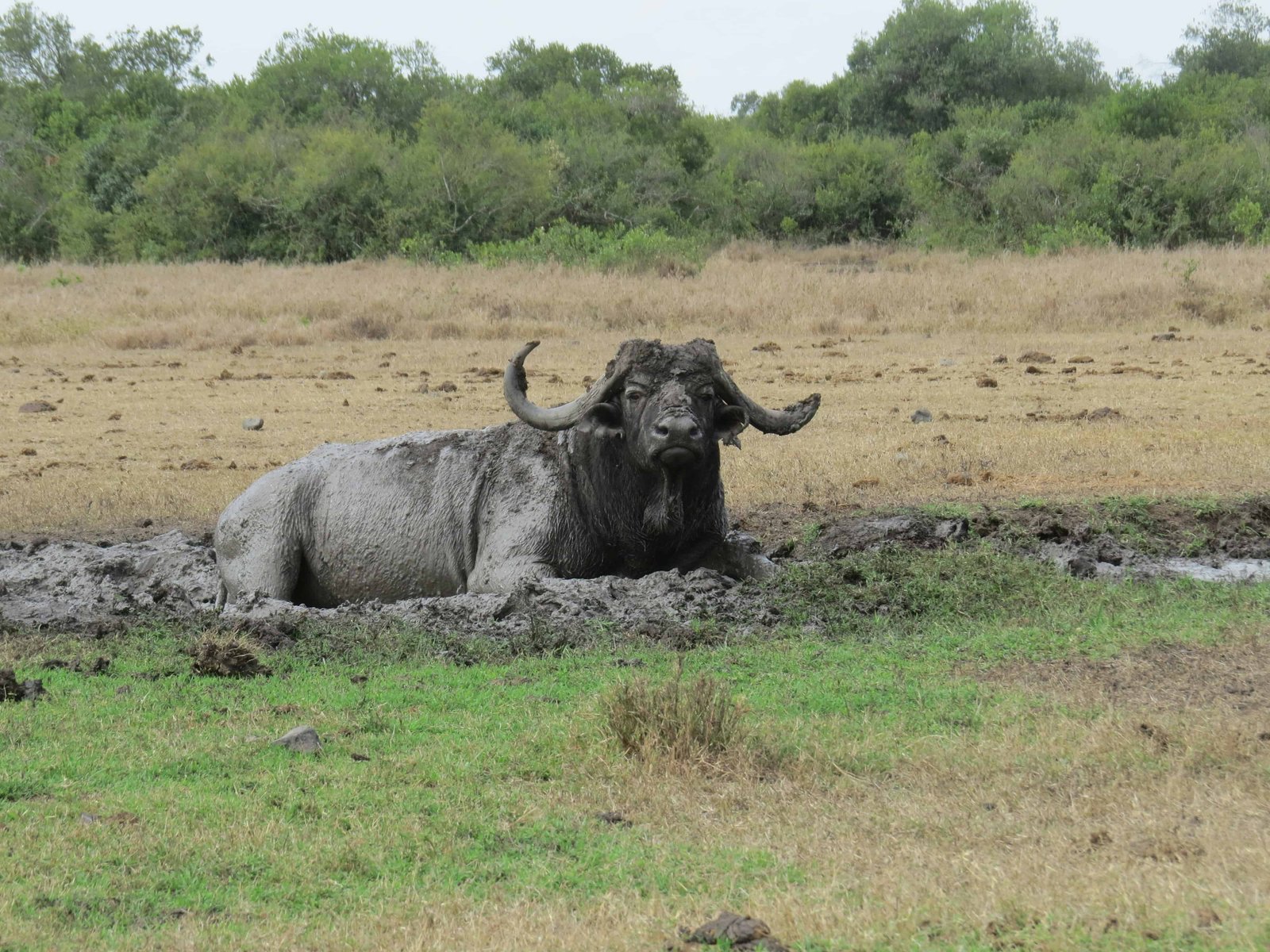 Buffalo in Amboseli NP