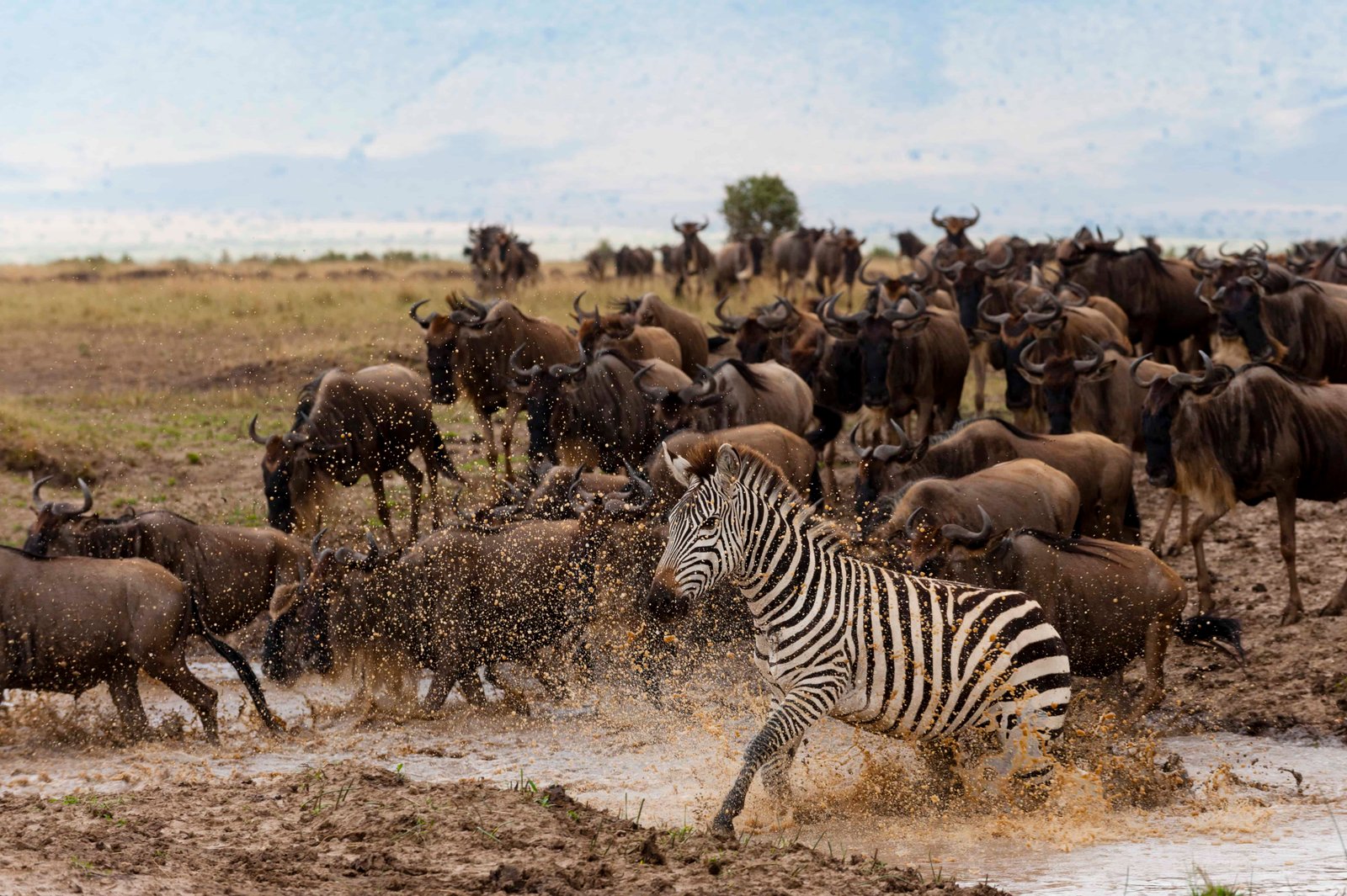 The great migration