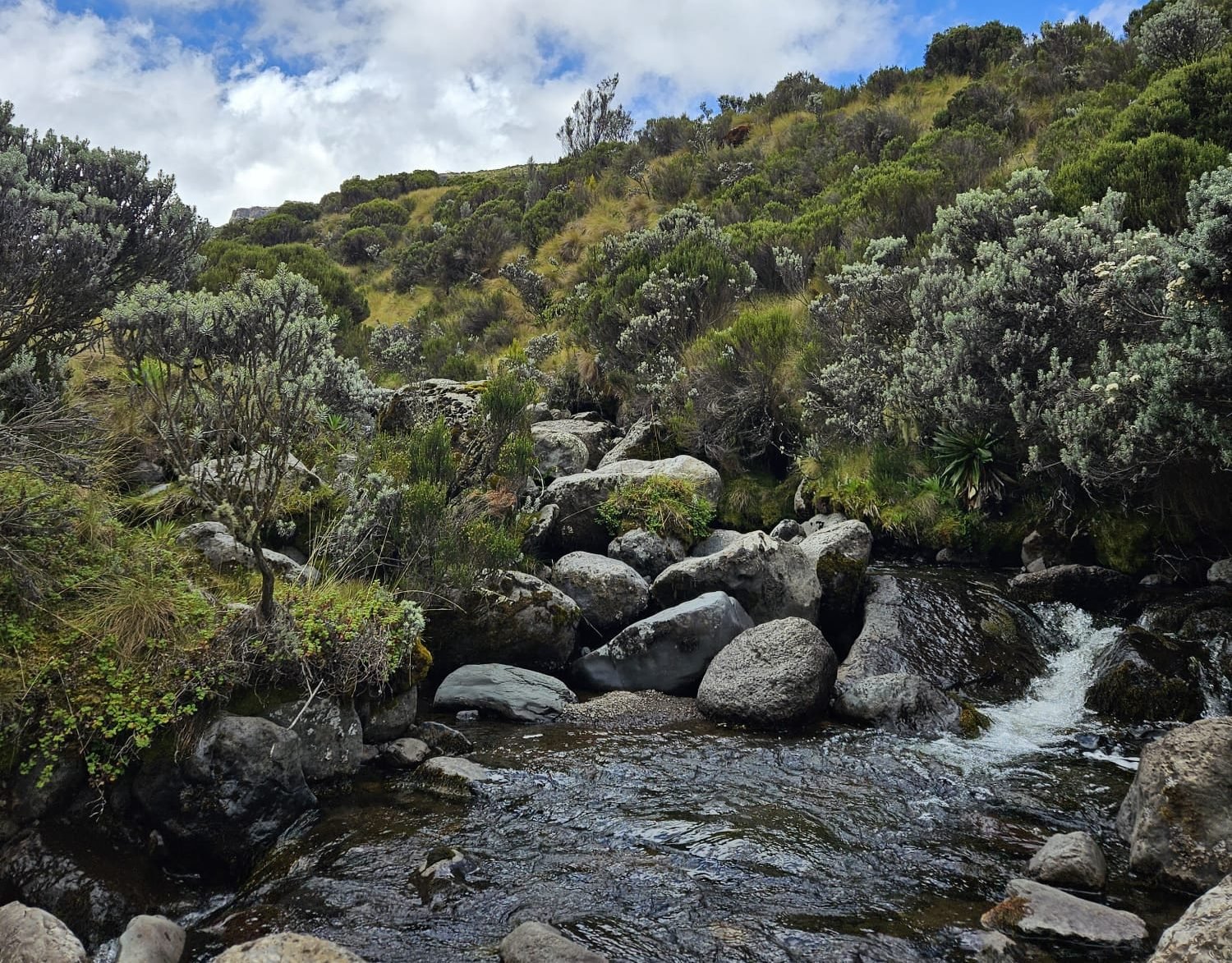 Serene mountain stream flowing over rocks surrounded by lush green vegetation under a bright blue sky with scattered clouds, capturing the peaceful essence of nature's landscape.