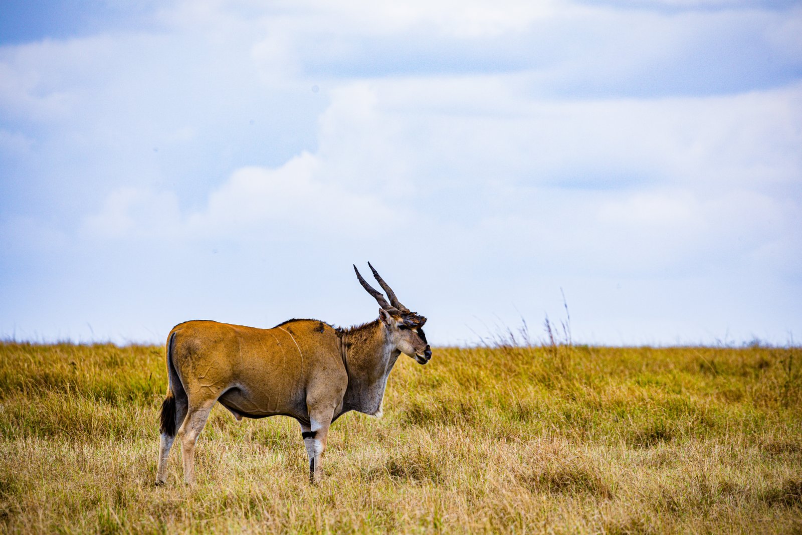 Common Eland Antelope African Wild Wildlife Animals