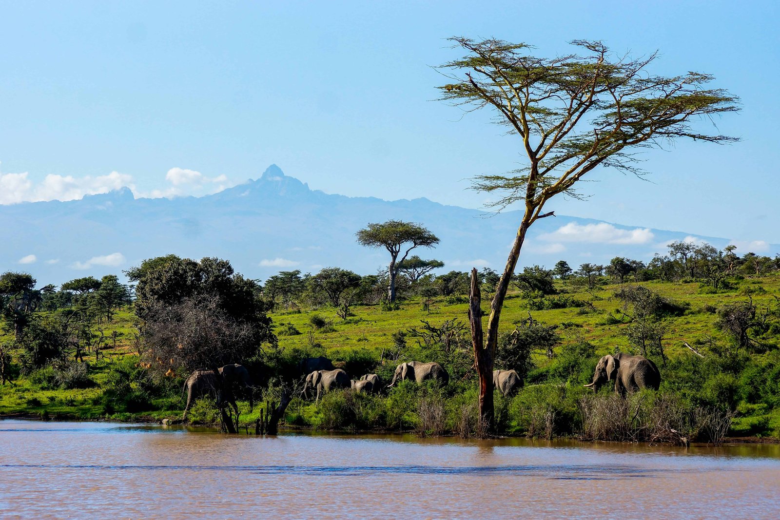 Elephants grazing near a river in an African savanna with baobab trees and Mount Kenya in the background, capturing African wildlife and nature scenes.