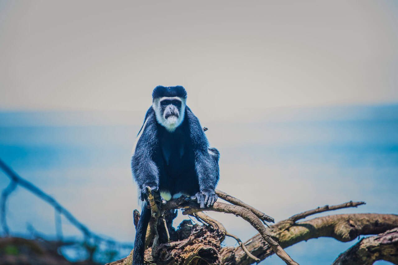 1. Close-up of a black and white monkey perched on a fallen tree branch against a blurred blue sky background.
