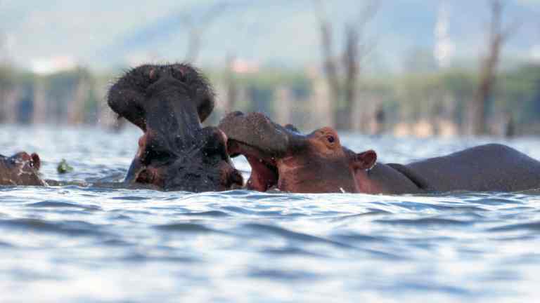 Hippos interacting the a freshwater Lake Naivasha in Kenya, surrounded by lush greenery and trees, showcasing wildlife and nature photography from Lost Between Oceans.