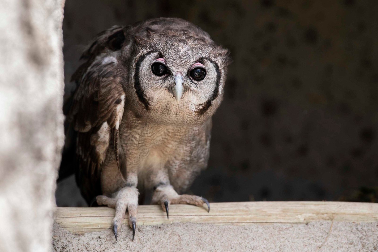 Naivasha Raptor Centre