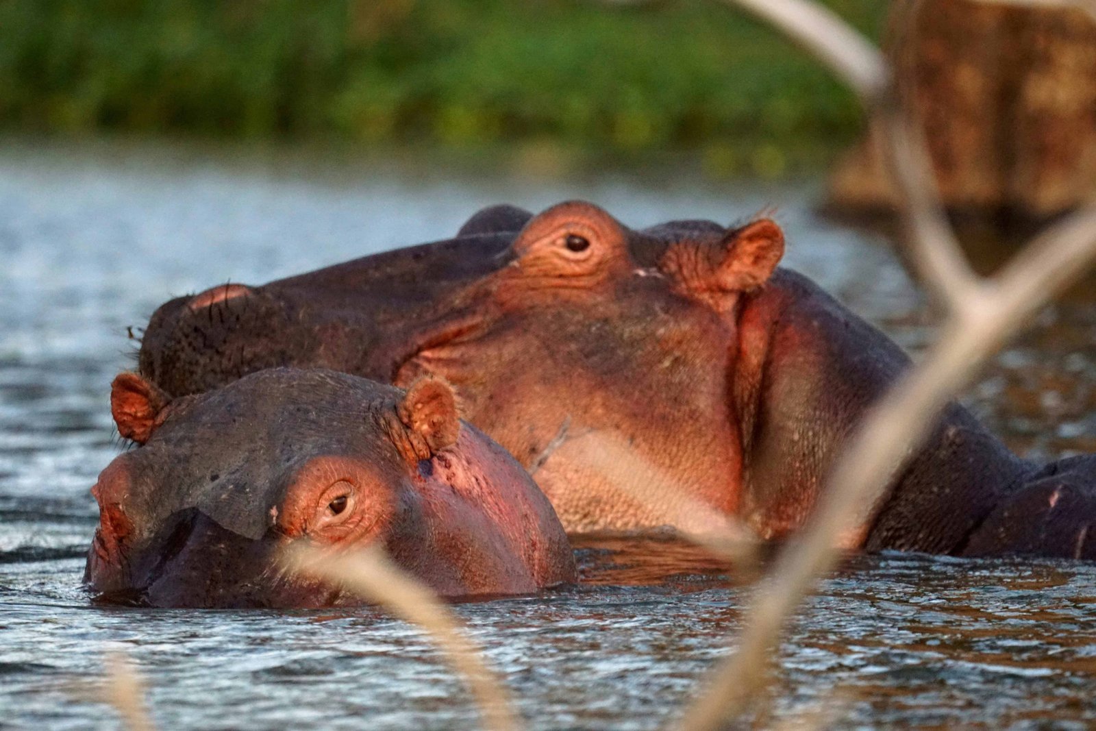baby and mother hippo in Naivasha