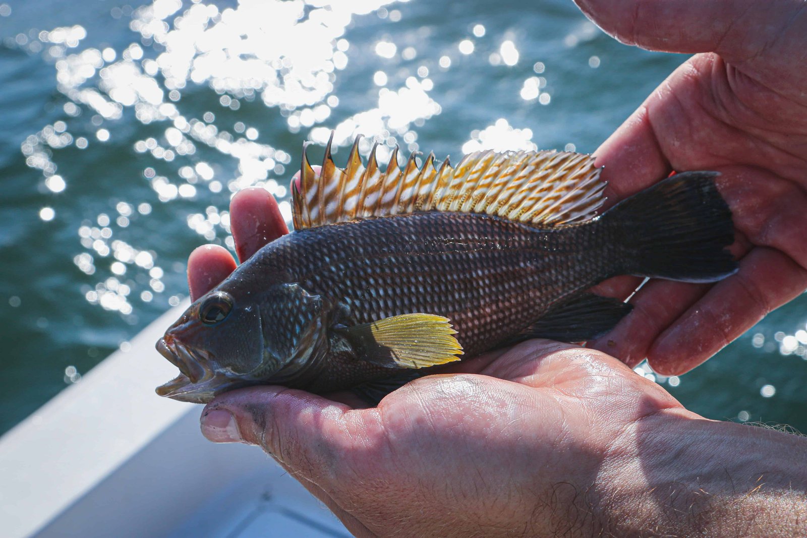 Black Bass fish in Naivasha in Kenya
