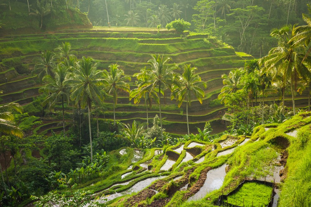 22 Best Things to Do in Ubud, Bali (First-Timer’s Guide)